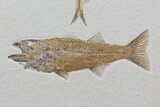 Pair Of Fossil Fish Including Mioplosus - Wyoming #79830-1